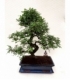 Bonsai