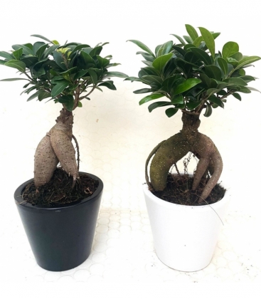 Ficus