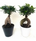 Ficus