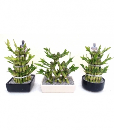 Dracaena