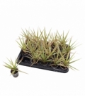 Dracaena