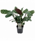 Ctenanthe
