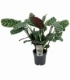 Ctenanthe
