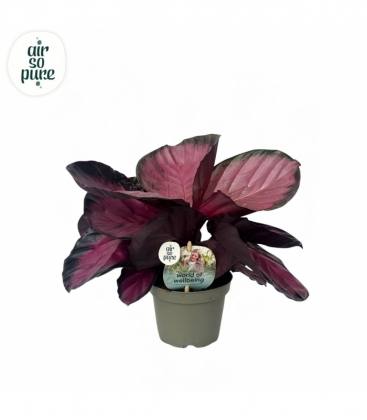 Calathea