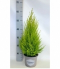 Cupressus