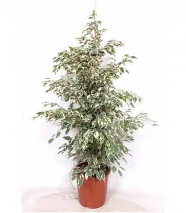 Ficus