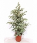 Ficus