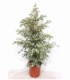 Ficus