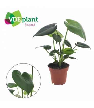 Monstera