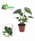 Monstera