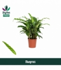 Calathea