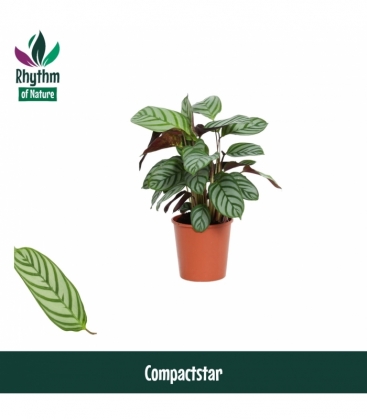 Ctenanthe