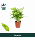 Calathea
