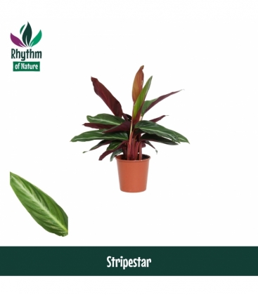 Calathea