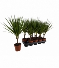 Dracaena
