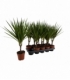Dracaena
