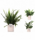 Fern