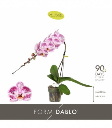 Phalaenopsis
