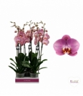 Phalaenopsis
