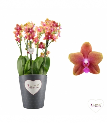Phalaenopsis