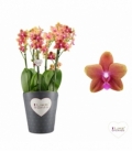 Phalaenopsis