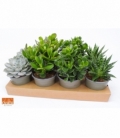 succulents