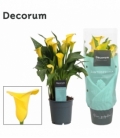 Zantedeschia