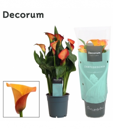 Zantedeschia