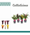 Zantedeschia