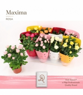 Rosa