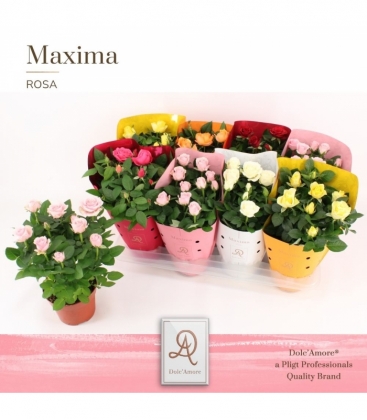 Rosa