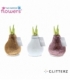 Hippeastrum