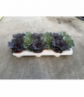 Brassica