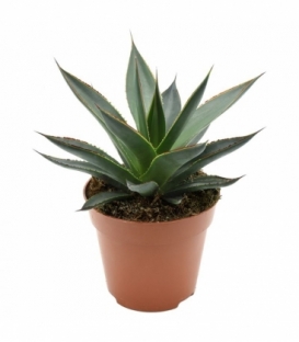 Agave