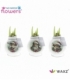 Amaryllis