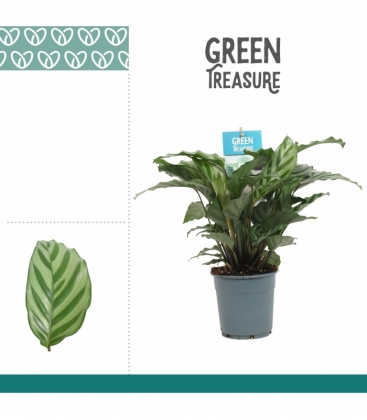 Calathea