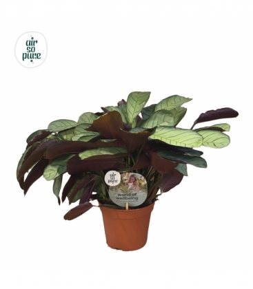 Ctenanthe