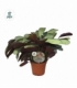 Ctenanthe
