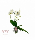 Phalaenopsis