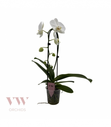Phalaenopsis