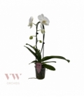 Phalaenopsis