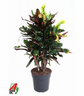 Croton