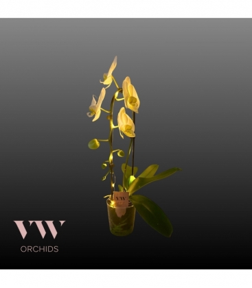 Phalaenopsis