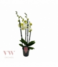 Phalaenopsis