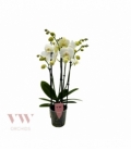 Phalaenopsis