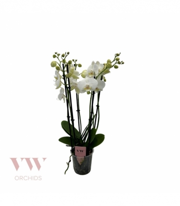 Phalaenopsis