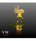 Phalaenopsis