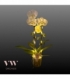Phalaenopsis