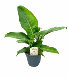 Philodendron