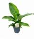 Philodendron